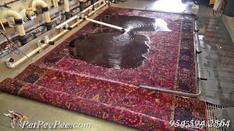 Show me in a video how you clean Oriental rug & remove the urine odor | PetPeePee company