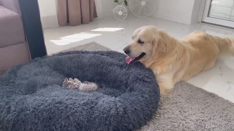 Golden retriever shocked by a kitten occupying his bed...OMG!