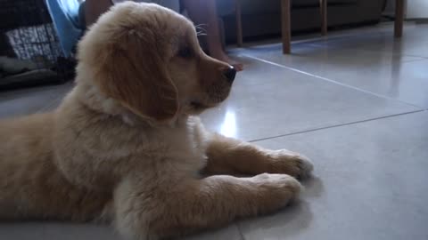 8 week old Golden Retriever Puppy!!