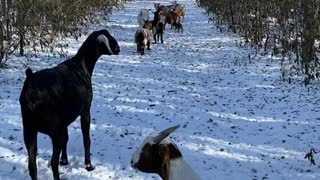 Goat family in our grove