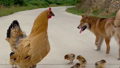 Dare to bully a chicken