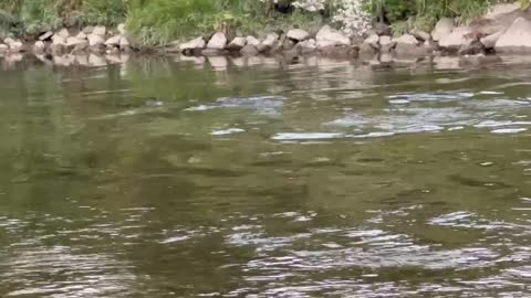 Humber River Salmon Spawning 4