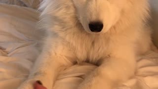 Owner moves hand and big white dog puts paw in hand everytime