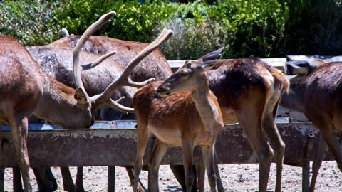 Deers In A Barn Feeding