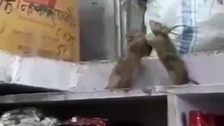 Mouse fight in grocery store