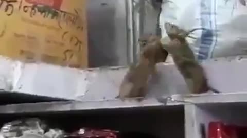Mouse fight in grocery store