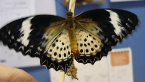 Life cycle - Leopard Lacewing Butterfly