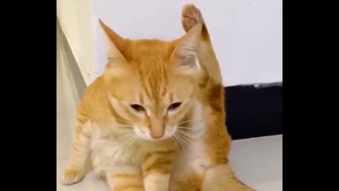 Funny cat