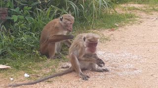 Best Monkey Moments