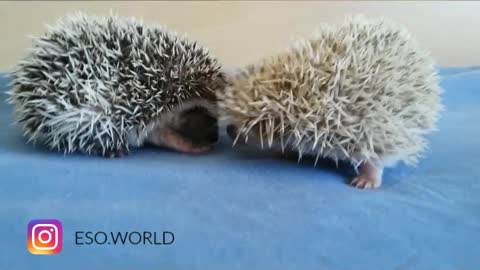 Hedgehog siblings adorably play together