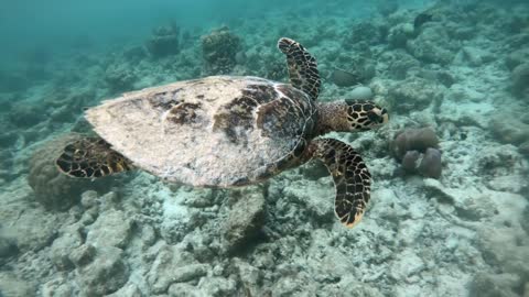 Hawksbill sea turtle (Eretmochelys imbricata), critically endangered marine reptile