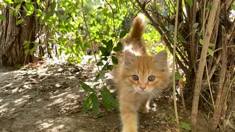 Cute cat shocked and scared #shorts