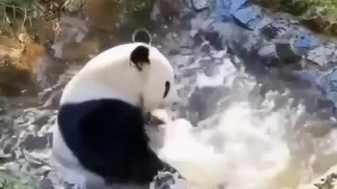 Panda's fun bath