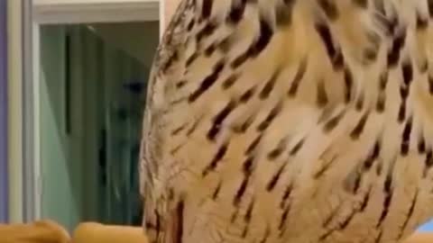 cute owl playing with hand