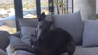 Grey dog jumping on and off couch
