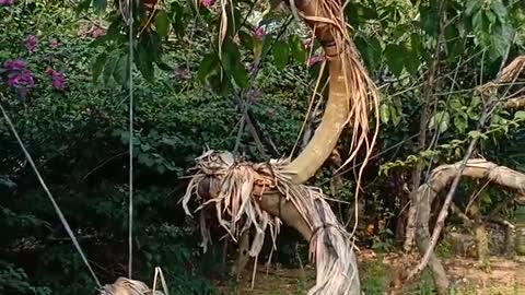 Bonsai garden my house