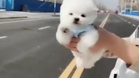Lovely Baby Dog, Cute dog