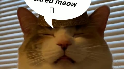 Top Funniest Animal Videos of 2022 // Cat Reaction #shorts #cats #funny