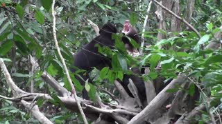 Bears communicate by mimicking each other's facial expressions