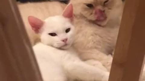 A fellow cat licking a baby cat