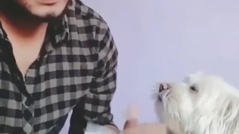 A dog helps his friend counting his money