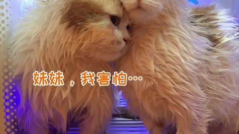 China's cute pet