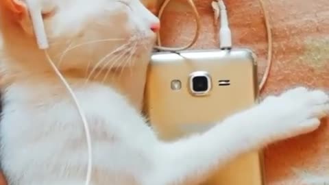 Cute cat whatsapp status video |