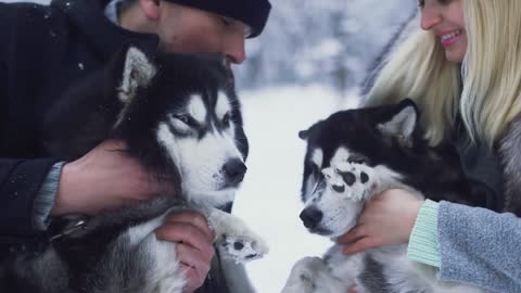 Siberian Husky Dog 101 – All About The Siberian Husky Dog Breed!