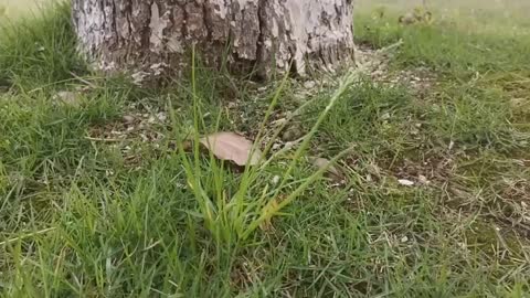 grass under tree