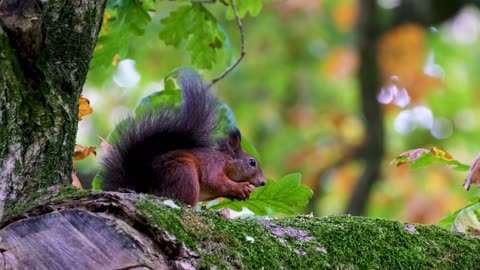 Video of cute squirrel and mouse eating nuts
