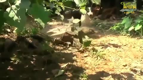 Wild animals fight to death CRAZIEST Animal Fights Caught Centipele ,Snake Alive ,Komodo #