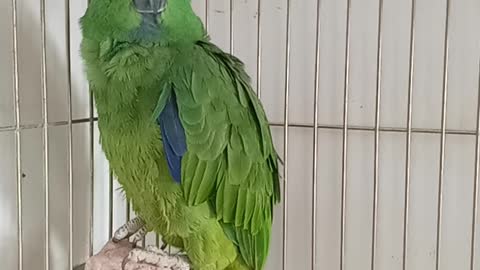 Mi Loro timido