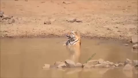 The Lion's Leg Was Bitten Off By Hyena During A Fierce Confrontation Over Food - Lion Vs Hyenas