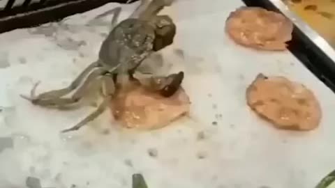 Crab...oh no