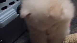 Puppy playing around with owners hand