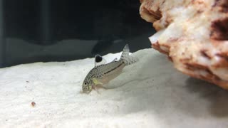 Corydoras in My aquarium