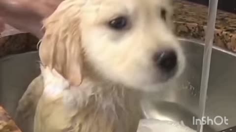 Dog bathing