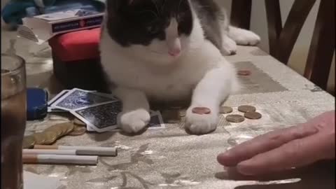 very smart cat! See, he does a coin trick
