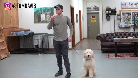5 MINUTE DOG TRAINING With Few Simple Tricks