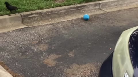 Crow plays with football