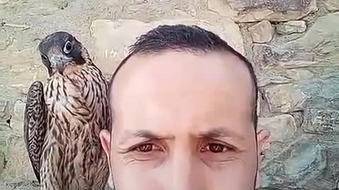 Nice real hawk