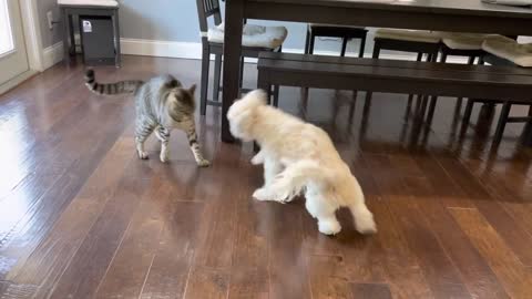 Dog vs Cat fight Fun moments