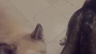 White siberian husky catches treats in slow motion