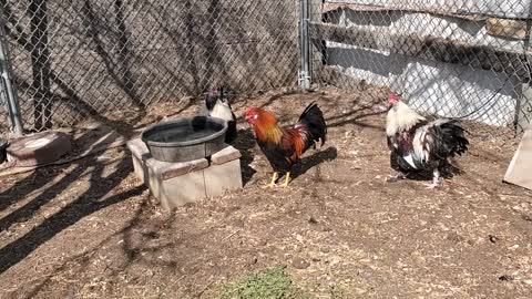 Light Brown Leghorn Cockerel 1