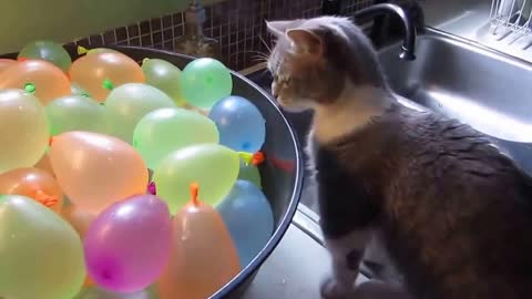 Cat want to play wth the waterballoon - curosity amazed this cat!