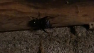 Field Cricket Chirping in Slow Motion