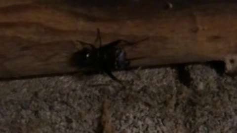 Field Cricket Chirping in Slow Motion