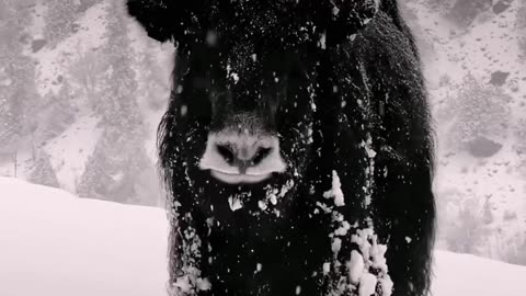 Mountain King | yak mountain beast in snowfall