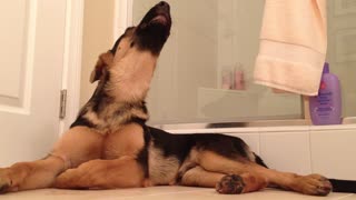 German Shepherd sings along with his owner in the bathroom