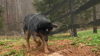 Herding Dog Digs Path for Flowing Water